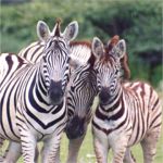 Zebra - Etosha